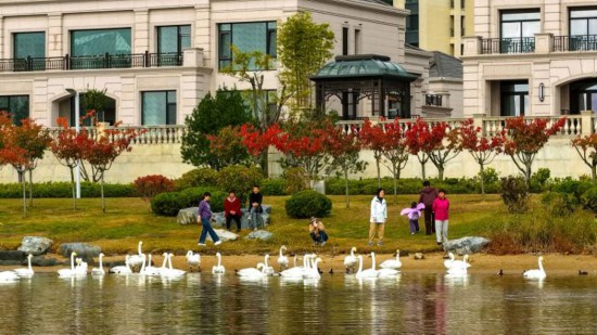 看“鸟浪”山东“观鸟游”治愈力MAX麻将胡了2模拟器试玩喂海鸥、追天鹅、(图2) 看“鸟浪”山东“观鸟游”治愈力MAX麻将胡了2模拟器试玩喂海鸥、追天鹅、(图2)