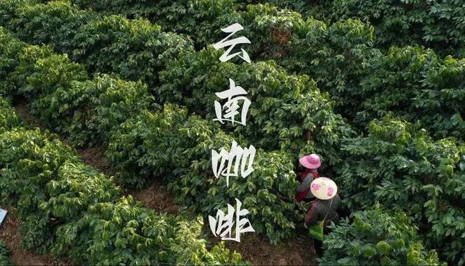 ：彩云之南的馥郁传奇麻将胡了试玩云南咖啡(图11)